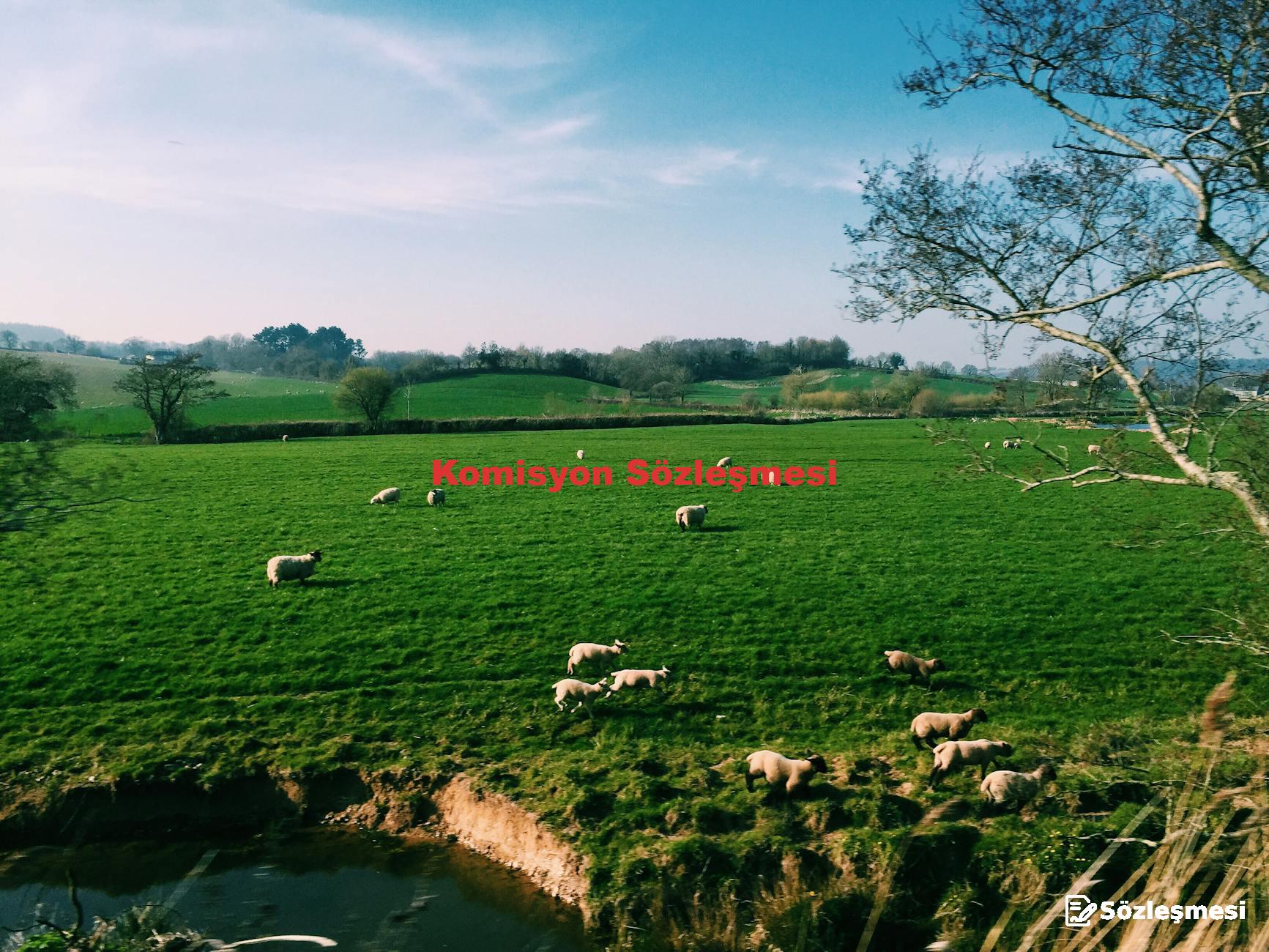 Komisyon Sözleşmesi