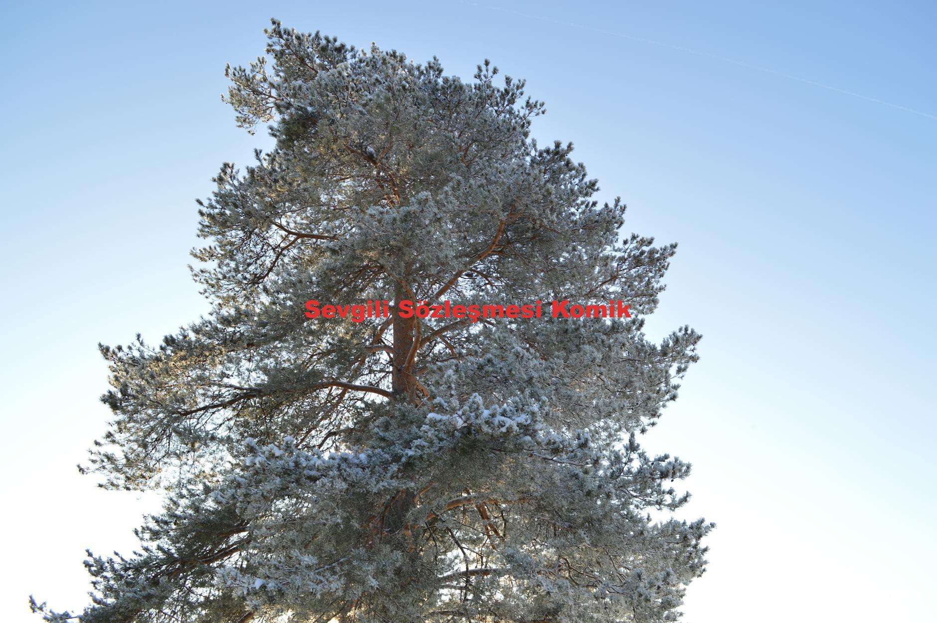 Sevgili Sözleşmesi Komik