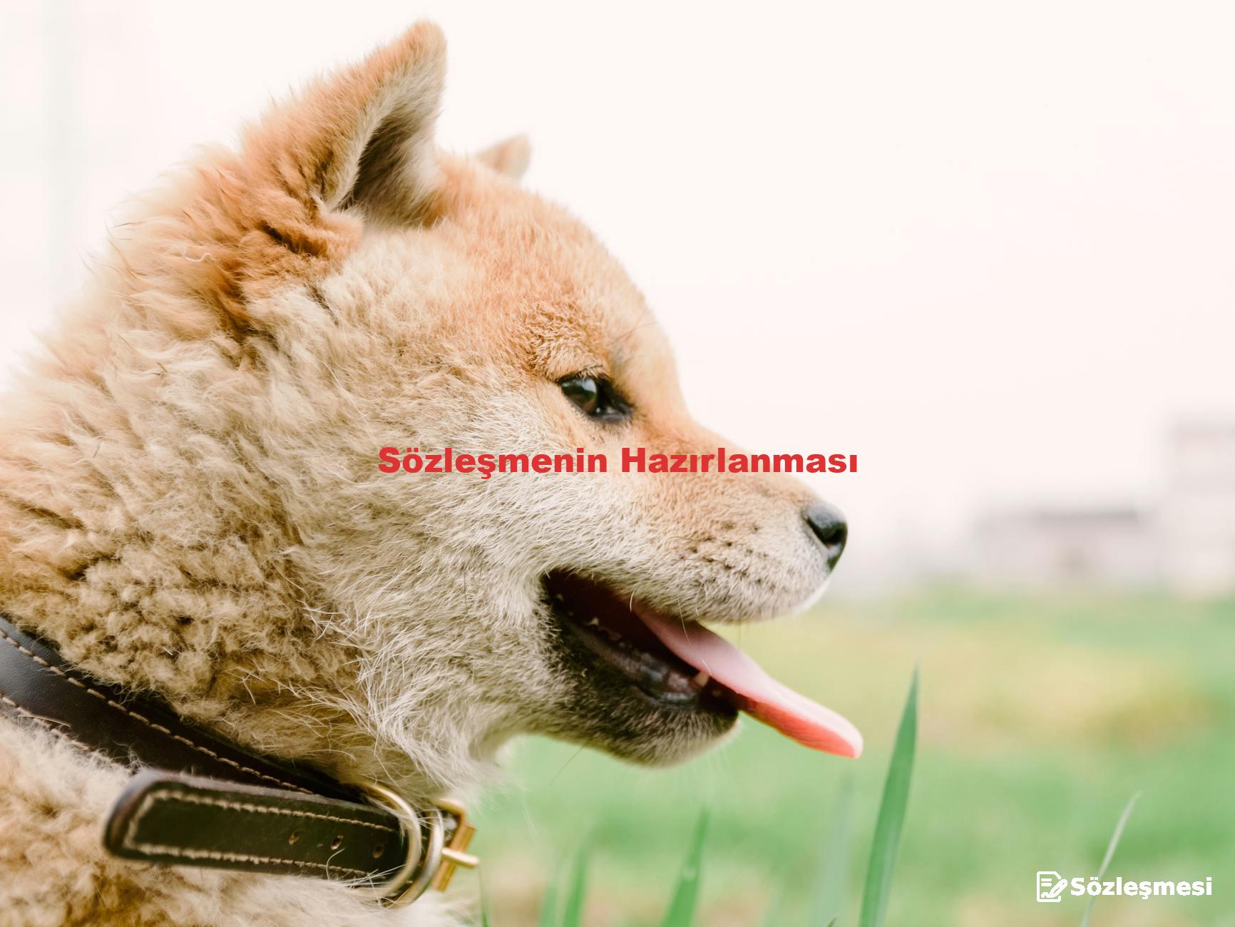 Sözleşmenin Hazırlanması