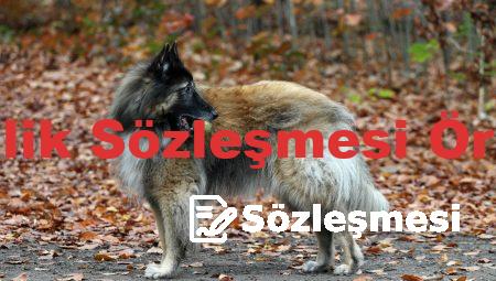Temlik Sözleşmesi Örneği