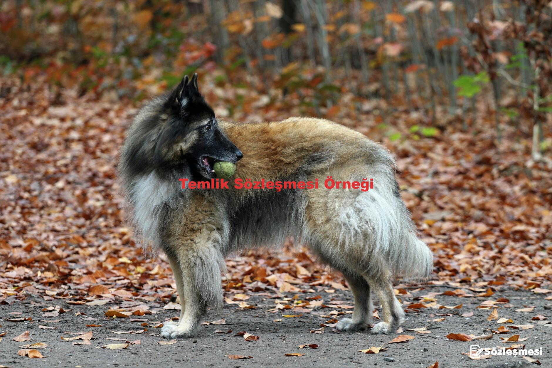 Temlik Sözleşmesi Örneği