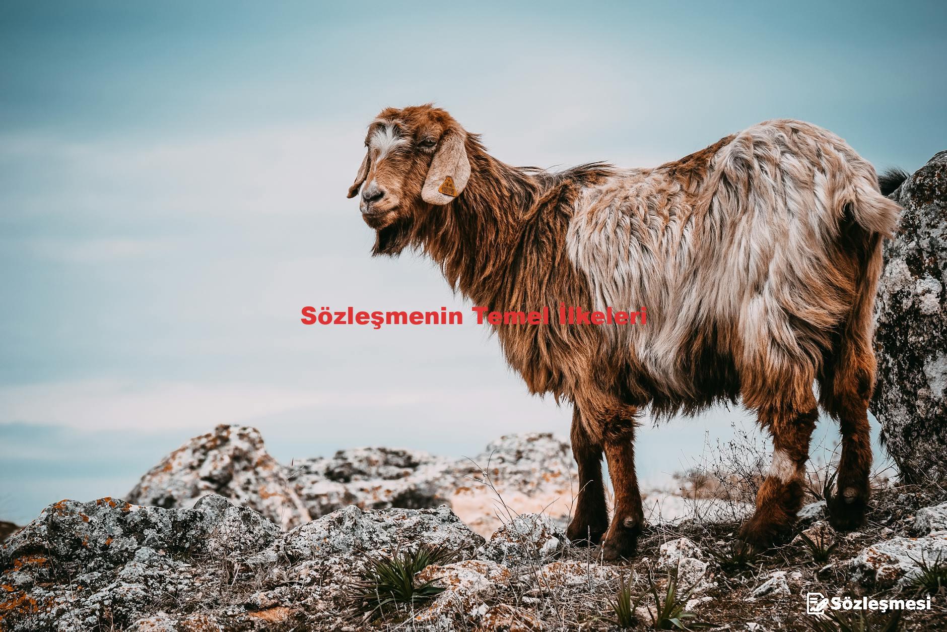Sözleşmenin Temel İlkeleri