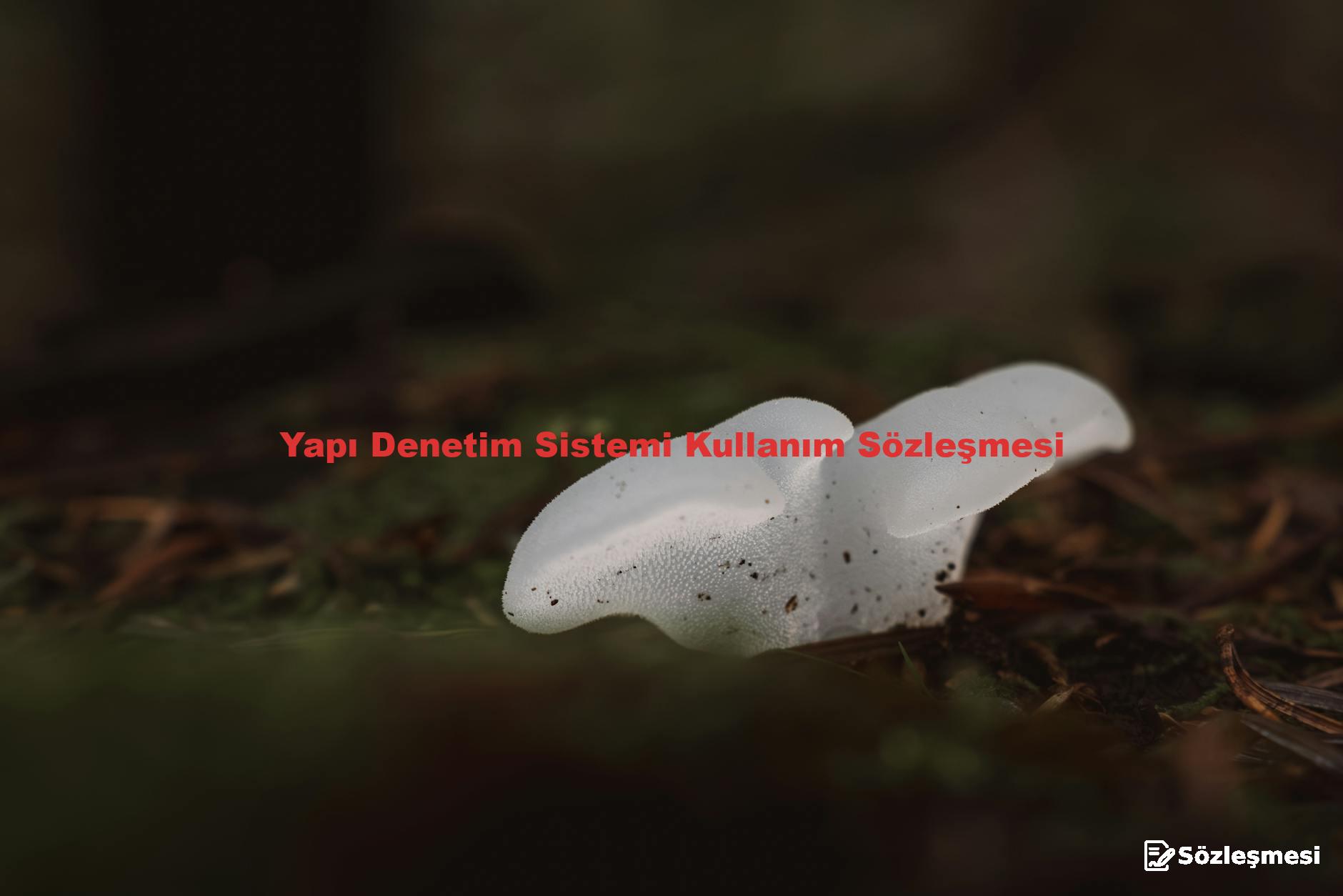 Yapı Denetim Sistemi Kullanım Sözleşmesi