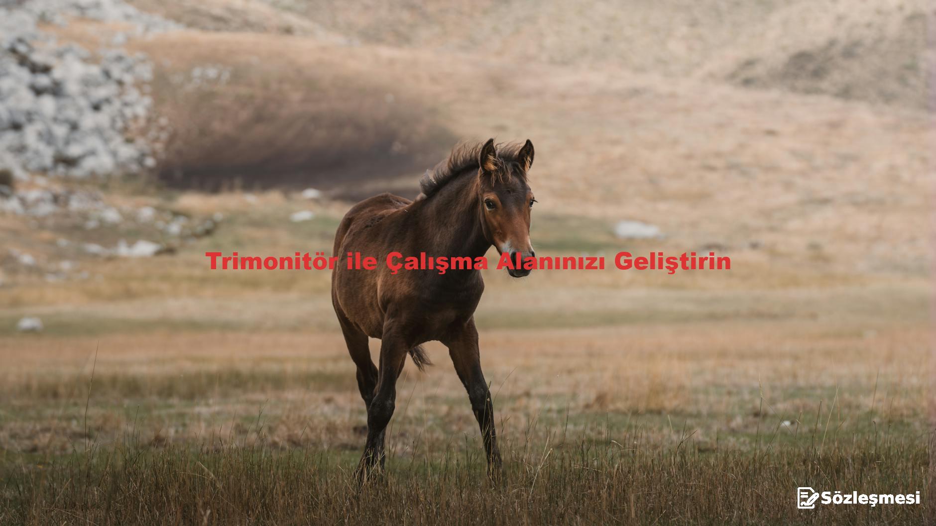 Trimonitör ile Çalışma Alanınızı Geliştirin