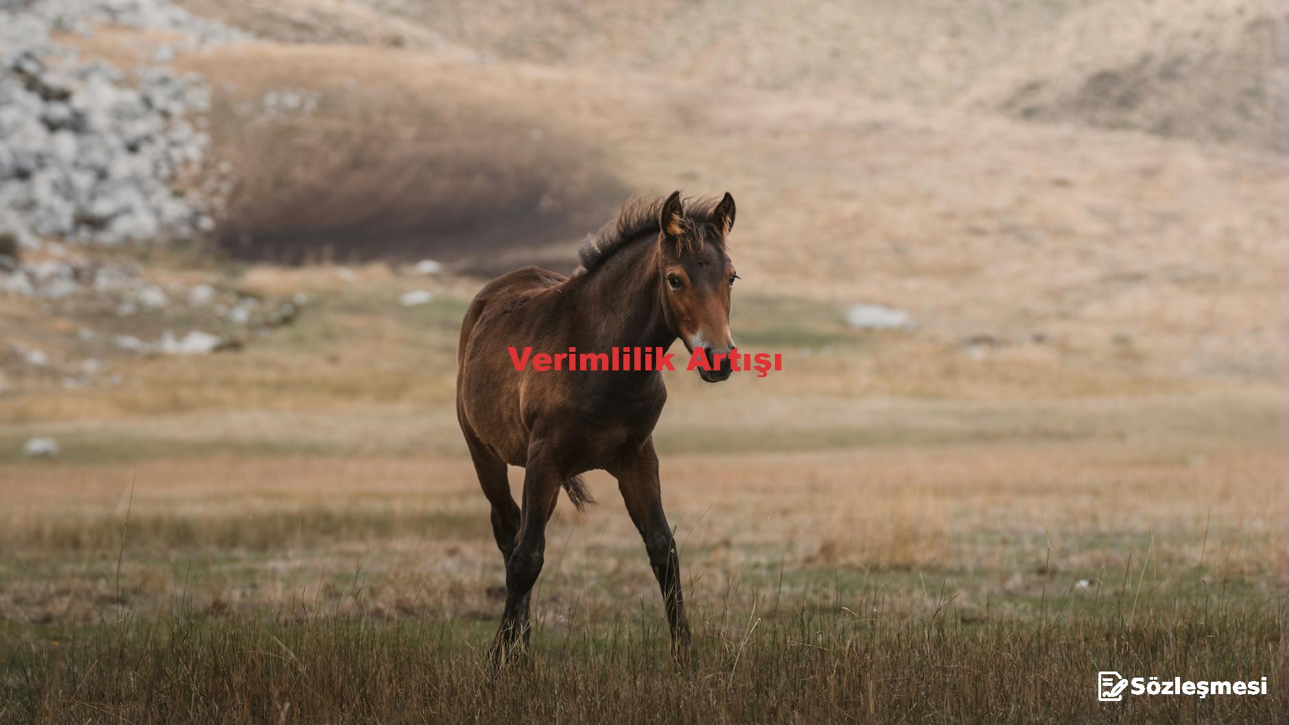 Verimlilik Artışı
